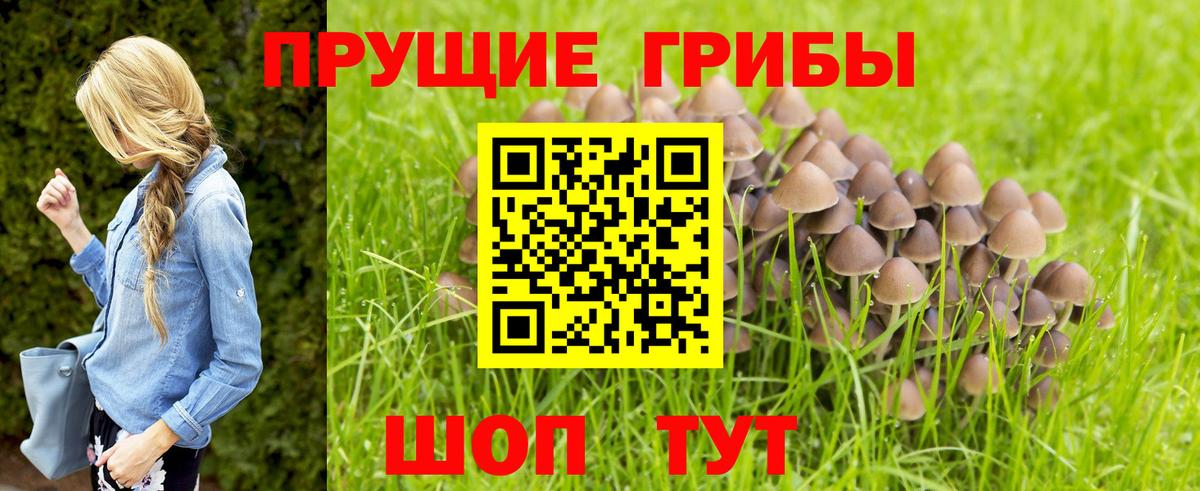 Псилоцибиновые грибы Psilocybine cubensis Евпатория